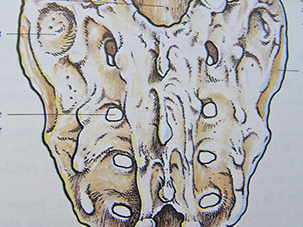 Sacro visto posteriormente