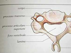 Vertebra cervicale vista superiormente
