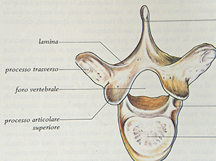 Vertebra dorsale vista superiormente
