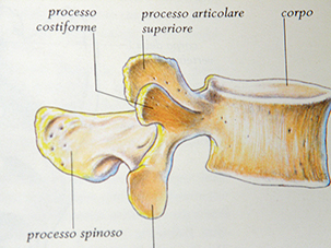 Vertebra lombare vista lateralmente